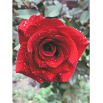 Flowers Are Not Mid