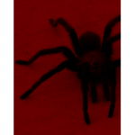Cult of Spiderz