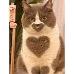 -Kitty cats-