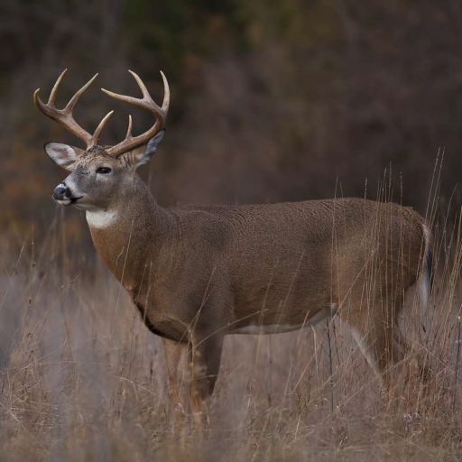 Deer Hunting Simulator