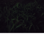 Drago_n