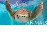 ANIMAL CLUB GROUP