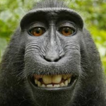 Funni monke gun dealer