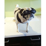 nitro pug