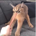 OofHub Premium