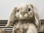 Fan group bunny’s