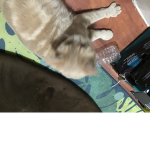 Cat group! Free