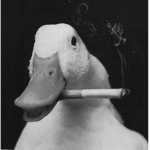cool ducks:)