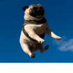 Pug Jumpers