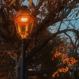 ˙ ✩°˖🍂⋆｡˚꩜