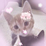 _*Alisa*_