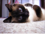 |Cats are cute|