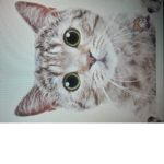 Cats and everything else