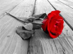 Blood Rose