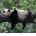 .+*Pandas Are Awesome*+.