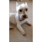 millypuppy
