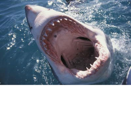 Shark fan hangout