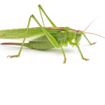 Grasshopper Committee