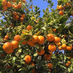 *:･🍊~
