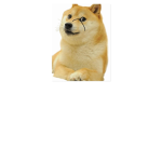 doge group 2022