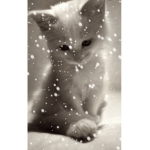 Cats,queens and kings