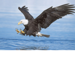 Eagles of the North