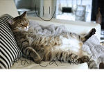 FAT CAT ROXY!!!