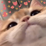 ✔ Donations✔