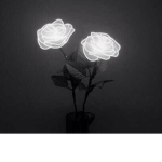 Black Rose (OS)