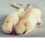 .rat_rbx’s Group