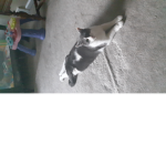 Catfans2010