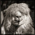 Llama Memes