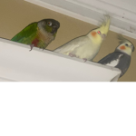 Cute Bird group!