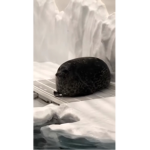 Seal army official!