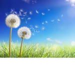Fresh Dandelions!!!