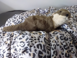 LITTLE CUTE OTTER