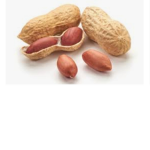 Peanut's group E