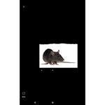 Join if you like rats