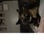 Cats owners only