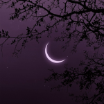 Dark Muse