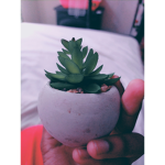 Dashiyah williamsa