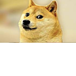 Such doge