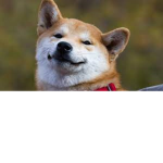 Doge's Shibe's