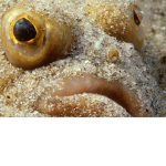 The fishy army of U.S.F