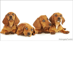 Fellow puppies