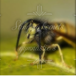 Stinging Hornets Gymnastic's