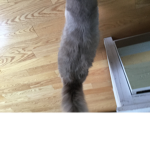 I love cats !!