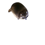 The Roblox Raccoon Community