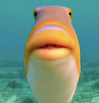 smol fish