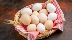 EveryEgg Studios